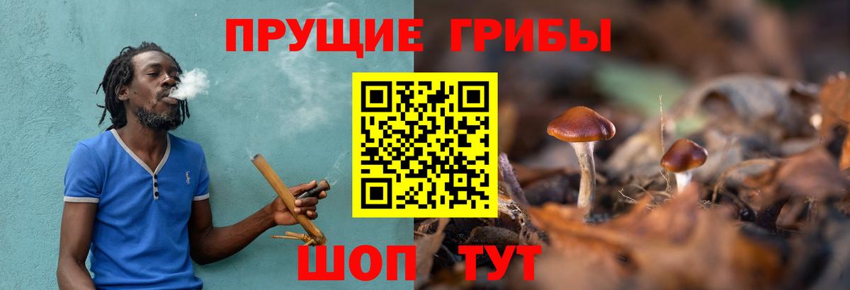 Псилоцибиновые грибы Cubensis Полевской